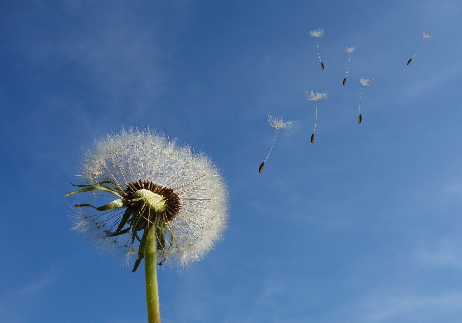 dandelion seeds