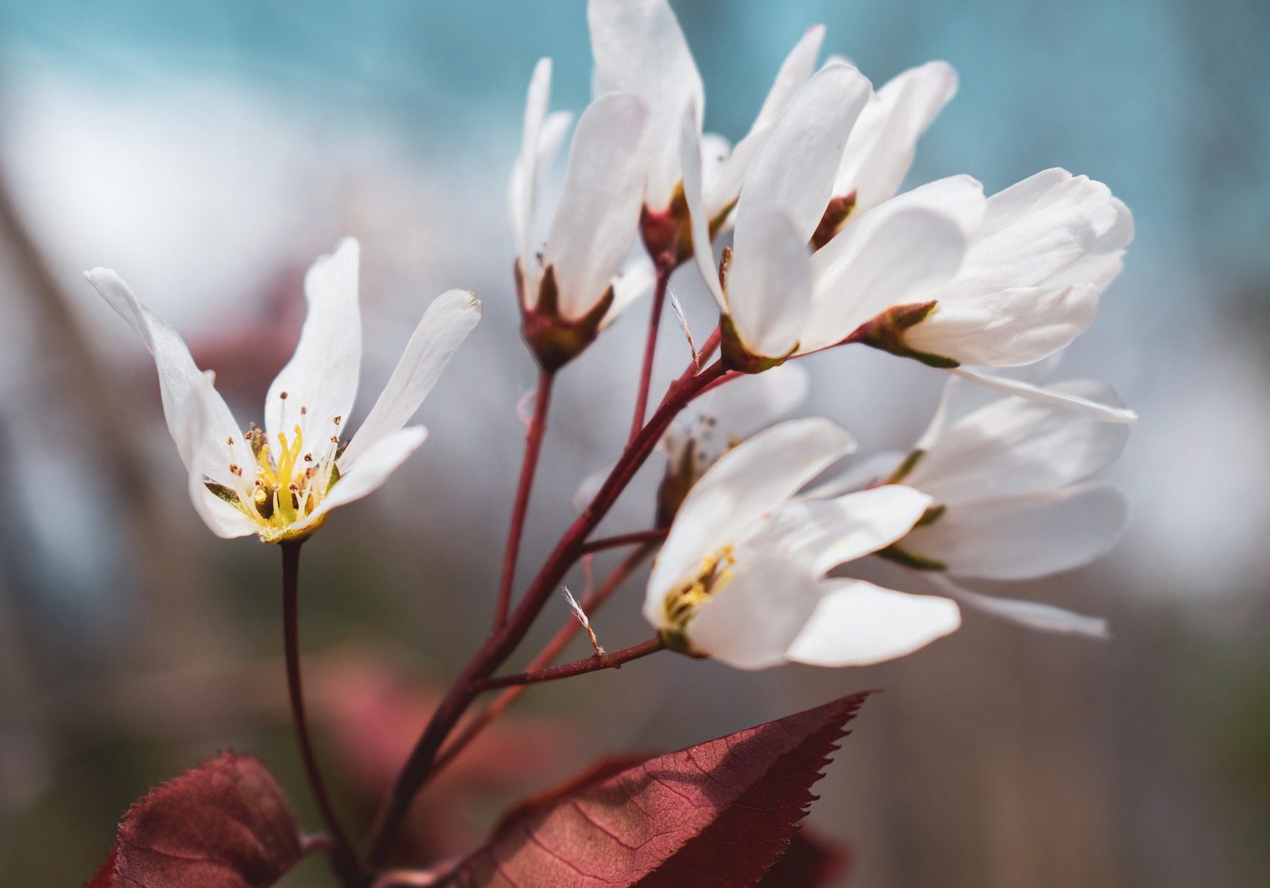 Photo of shadbush flowers